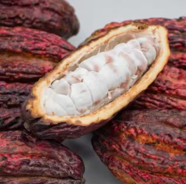 DF COCOA BEANS - Image 2