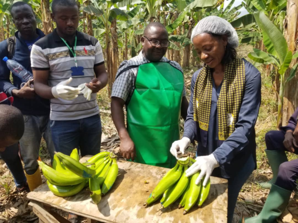 DF GREEN PLANTAINS - Image 3