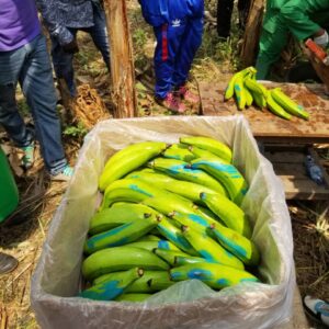 DF GREEN PLANTAINS