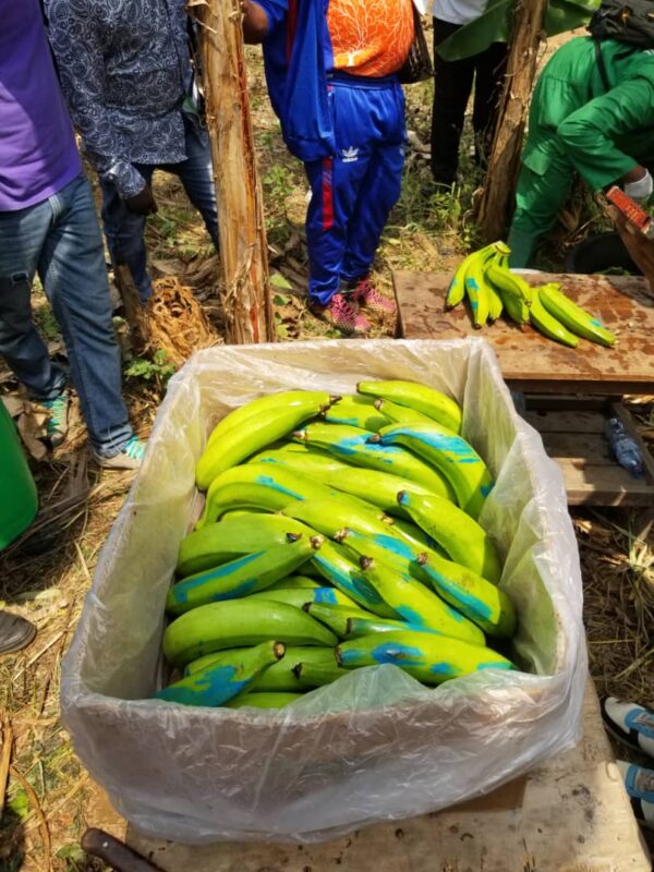 DF GREEN PLANTAINS