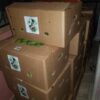 DF GREEN PLANTAINS - Image 3