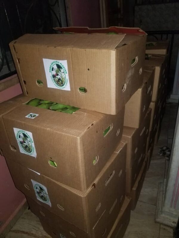 DF GREEN PLANTAINS - Image 3