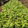 DF GREEN PLANTAINS - Image 2