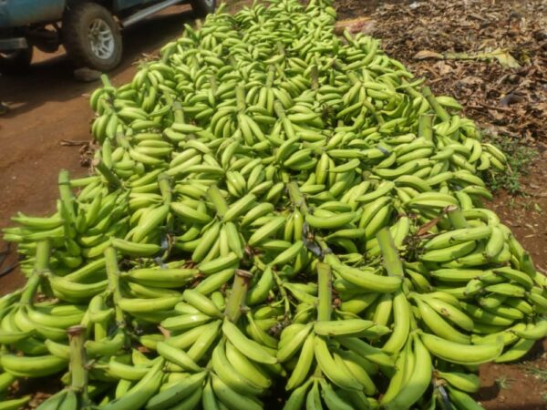 DF GREEN PLANTAINS - Image 2
